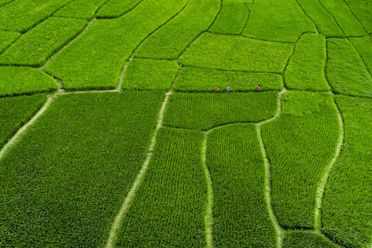 Chapai Nawabganj, Bangladesh - 04 April 2017: Aerial view of vivid green rice paddies, a vibrant tapestry divided by earth pathways, where a few figures work under the open sky.