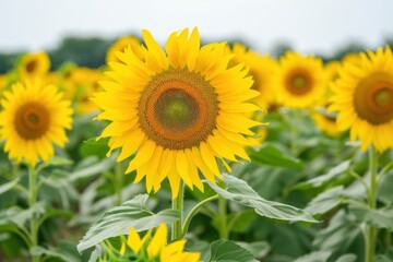 Fototapeta premium Beautiful sunflower landscape outdoors blossom plant.