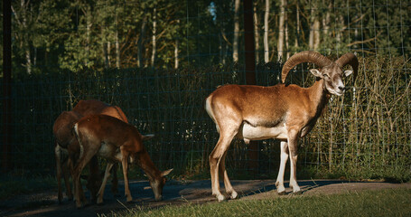 Close-up shot of goat with impressive horns