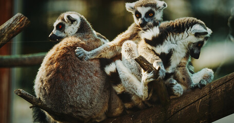 Group of Lemurs Embracing in Natural Scene