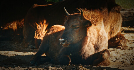 A European Bison Or Bison Bonasus, Also Known As Wisent Or European Wood Bison In Autumn Forest. Bison lying rests peacefully
