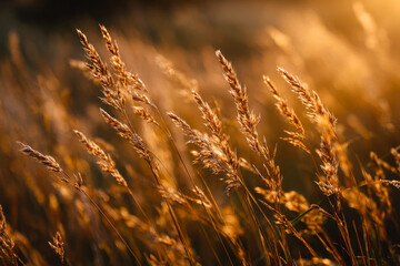 Fototapeta premium Sunlit wild grasses swaying in a golden field at sunset
