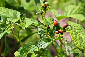 Colorado beetle eats potato leaves. Potato beetle larvae. The pest spoils the harvest.Leptinotarsa decemlineata