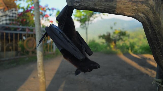 Fruit bat or flying fox - Pteropus giganteus. Tourist zone in Bali, Indonesia