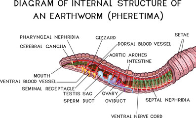 Diagram of internal structure of Pheretima earthworm (circulatory, digestive, reproductive, nervous systems) for biology lessons