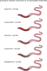 Set of diagrams of internal structure of Pheretima earthworm (circulatory, digestive, reproductive, nervous systems) for biology lessons