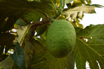 Young Breadfruit (Artocarpus altilis) with Green Leaves in Natural Light