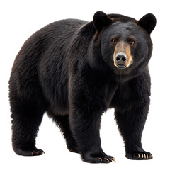 Fototapeta premium A majestic black bear standing tall with a curious gaze on a transparent background in a studio shot