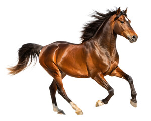 Obraz premium A brown horse with a white stripe on its face running with its tail and mane flowing in the wind