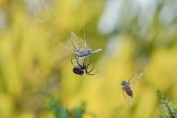 spider on the web,The common orb-weaver spider hunts cicadas 