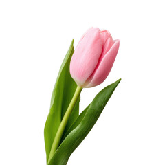 Fototapeta premium A beautiful pink tulip with green leaves, isolated on a white background. Perfect for floral designs and nature-related themes.