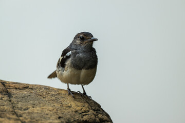 Oriental Magpie-Robin Perched on Rock with Tail Fanned Display