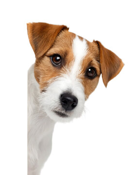 Close up of a jack russell terrier dog peeking from the side with a curious and adorable expression