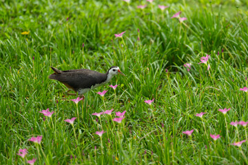 White-breasted Waterhen Foraging in Grass Meadow with Pink Flowers