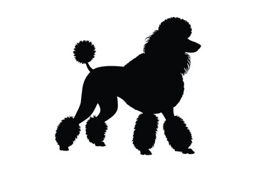 Elegant black silhouette of a poodle dog