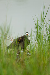 White-breasted Waterhen Standing in Dense Wetland Marsh Vegetation