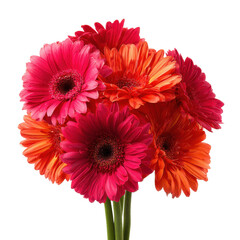 Brightly colored gerbera daisies arranged in a beautiful bouquet for festive occasions
