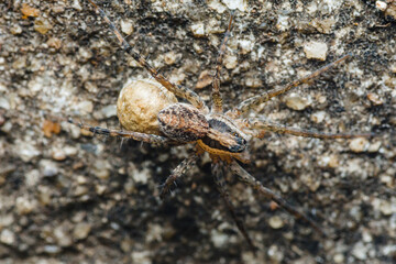 Wolf spider carrying egg sac on concrete surface