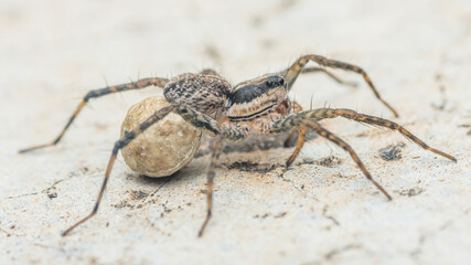 Wolf spider carrying egg sac on concrete surface