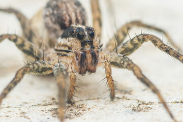 Wolf spider crawling on white surface close-up
