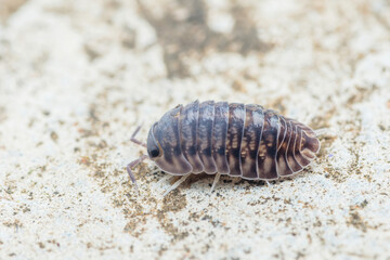 Woodlouse crawling on concrete surface in natural habitat