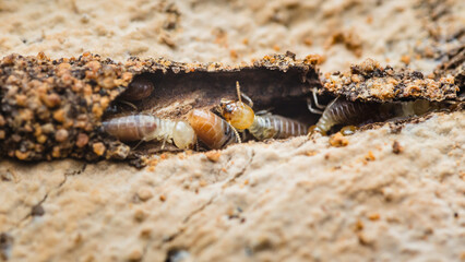 Termites eating wood, causing structural damage to house