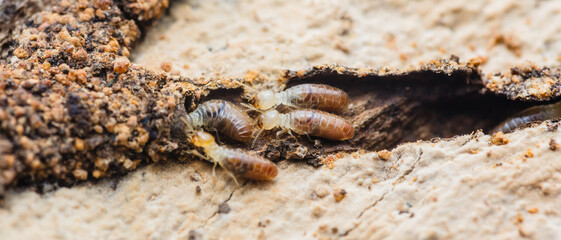 Termites destroying wooden plank with mud tubes