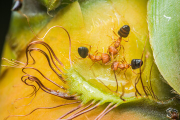 Weaver ants crawling and carrying food on pineapple plant