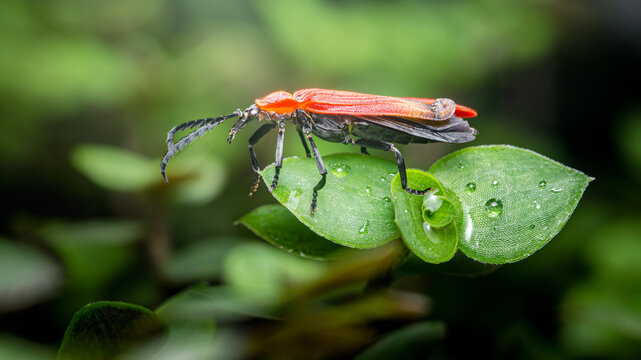 Red flat bark beetle standing on green leaf with water drops