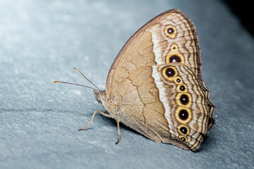 Common evening brown butterfly resting on gray surface