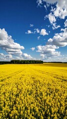 Obraz premium Vast field of yellow flowers under a vibrant blue sky