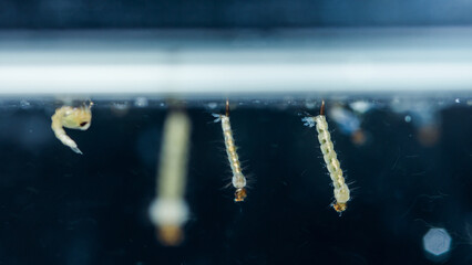Mosquito larvae breathing at water surface in laboratory