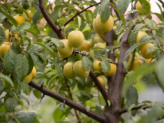 Ripe yellow mirabelle plums hang from a tree branch in the summer garden, ready to harvest on a rainy day. 
