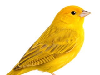 Close up of a bright yellow canary with a black background in a studio shot on a white surface