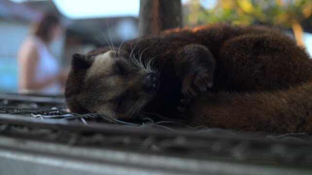 Basking Luwak. Asian palm civet Musang Pandan. Kopi Luwak coffee producer