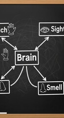 Mind Map of Human Senses Related to Brain Function and Perception