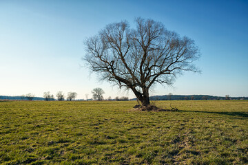 Baum im Winter