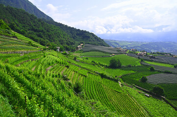 Harmony of Nature and Vineyards in Südtirol