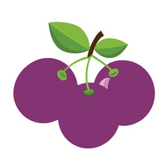 Plums vector illustration set. vector illustration of ripe plums. vector illustration of plums with leaves