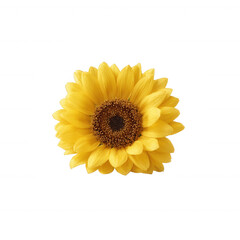Fototapeta premium A vibrant sunflower with bright yellow petals and a dark center, isolated on a white background, perfect for use in nature-themed designs and graphics.