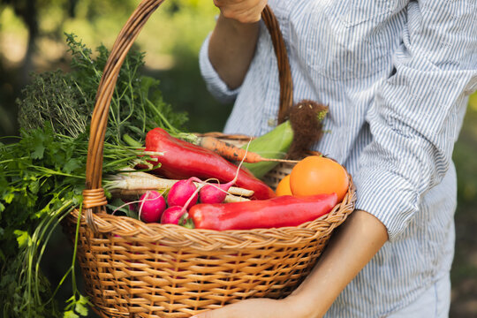 Woman farmer in shirt and shorts holding a basket full of fresh organic vegetables from the garden, including red peppers, beets, carrots, radishes. Concept of healthy, eco-friendly eating.