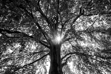 Huge old plane tree seen from below in contrasting shades of gray. The sun peeks through the dense...