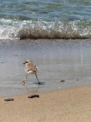 seagull on the beach