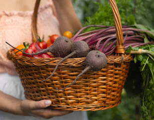 Woman farmer in shirt and shorts holding a basket full of fresh organic vegetables from the garden,...