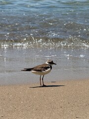 seagull on the beach