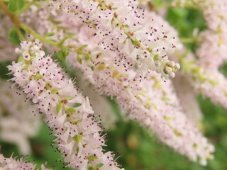 Flowering tetradenia riparia closeup. Also known as ginger bush, misty plume bush or even nutmeg...