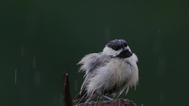 Chickadee perched on a Cedar post, slow motion