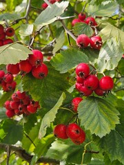 Hawthorn with red fruit, Crataegus monogyna, . Natural beautiful background.