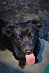 Cute Black Dog Sticking Out Tongue Close-Up