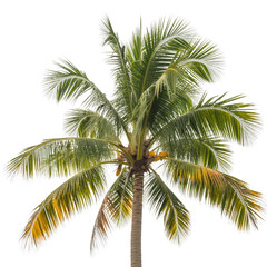 Tall Coconut Palm Tree with Green Fronds tropical nature